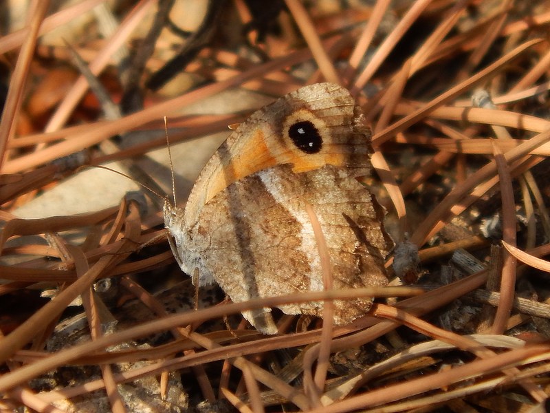 Pyronia cecilia?